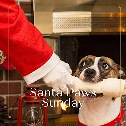 Santa Paws Sunday at Springbank Manor