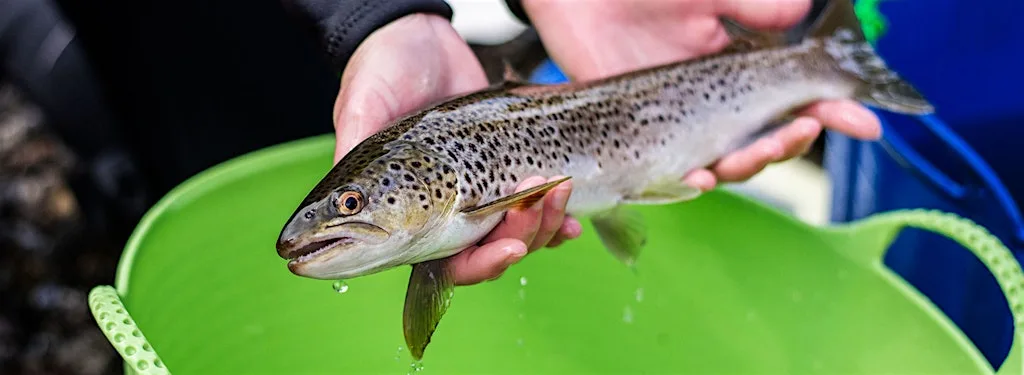 Homeward Bound! The fascinating homing behaviour of Skye's sea trout at Duisdale More Hall (talla Duisdeill)