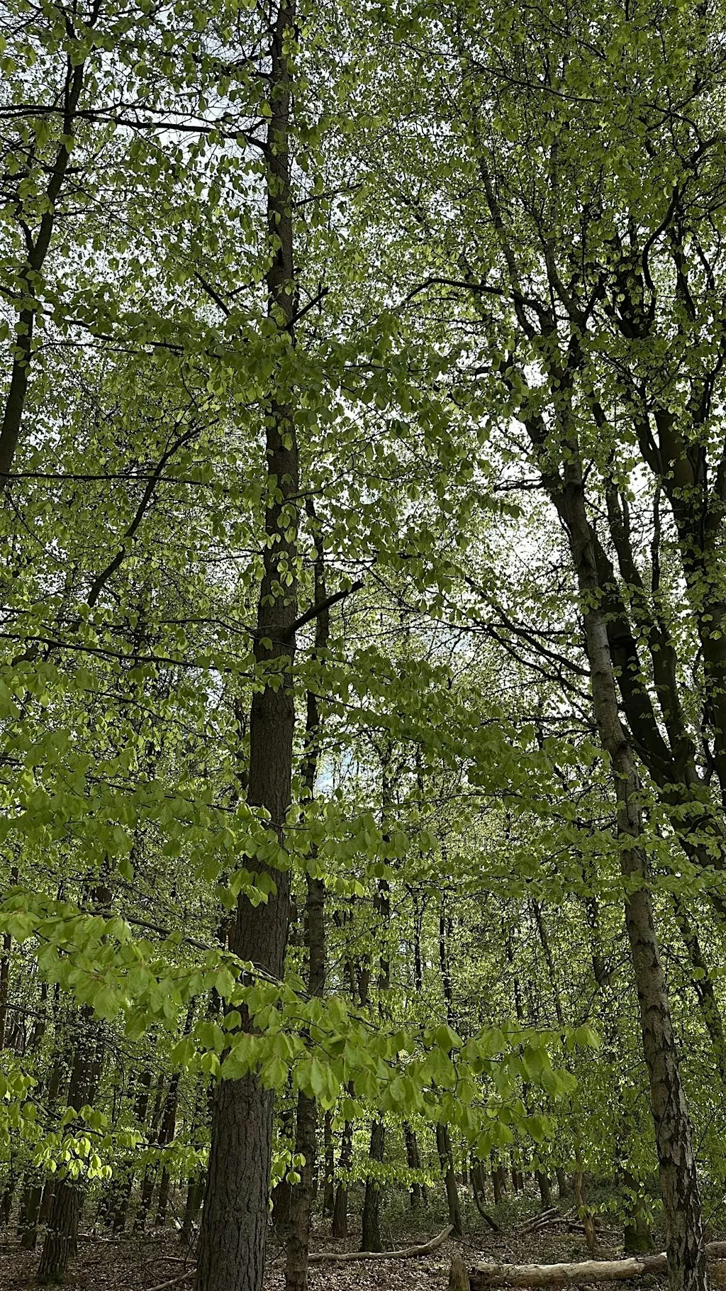 1-day Introduction to Farm Woodland and Trees - Broadhempston