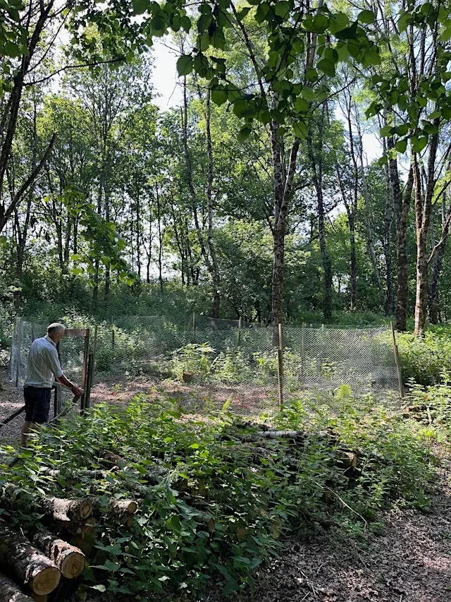 1-day Introduction to Farm Woodland and Trees - Dartmoor Estate Tea at Dartmoor Estate Tea