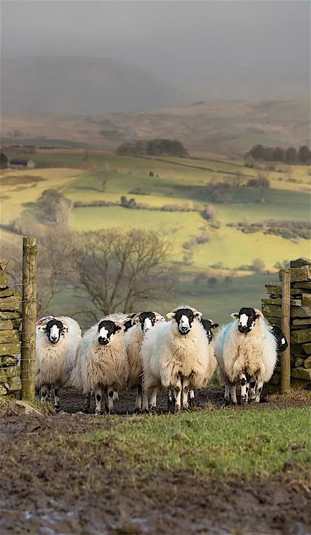 Amy Bateman | Forty Farms: A BTS look at making & publishing of her book at Wex Photo Video Manchester