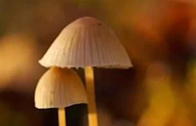 Peterborough Local Group Event: Fun with Fungus at Southey Wood
