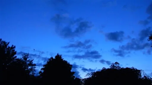 Evening Bat Walk at Byron’s Pool Local Nature Reserve at Byron's Pool LNR