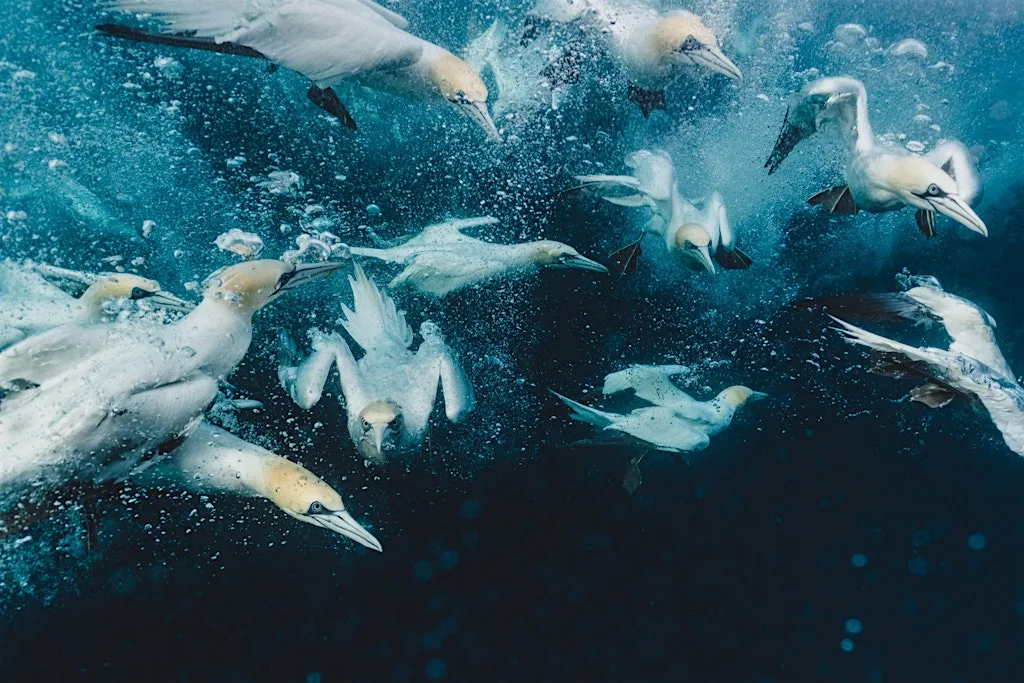 Rebecca Douglas | Into the blue - a beginners guide to underwater photos. at Wex Photo Video London Putney