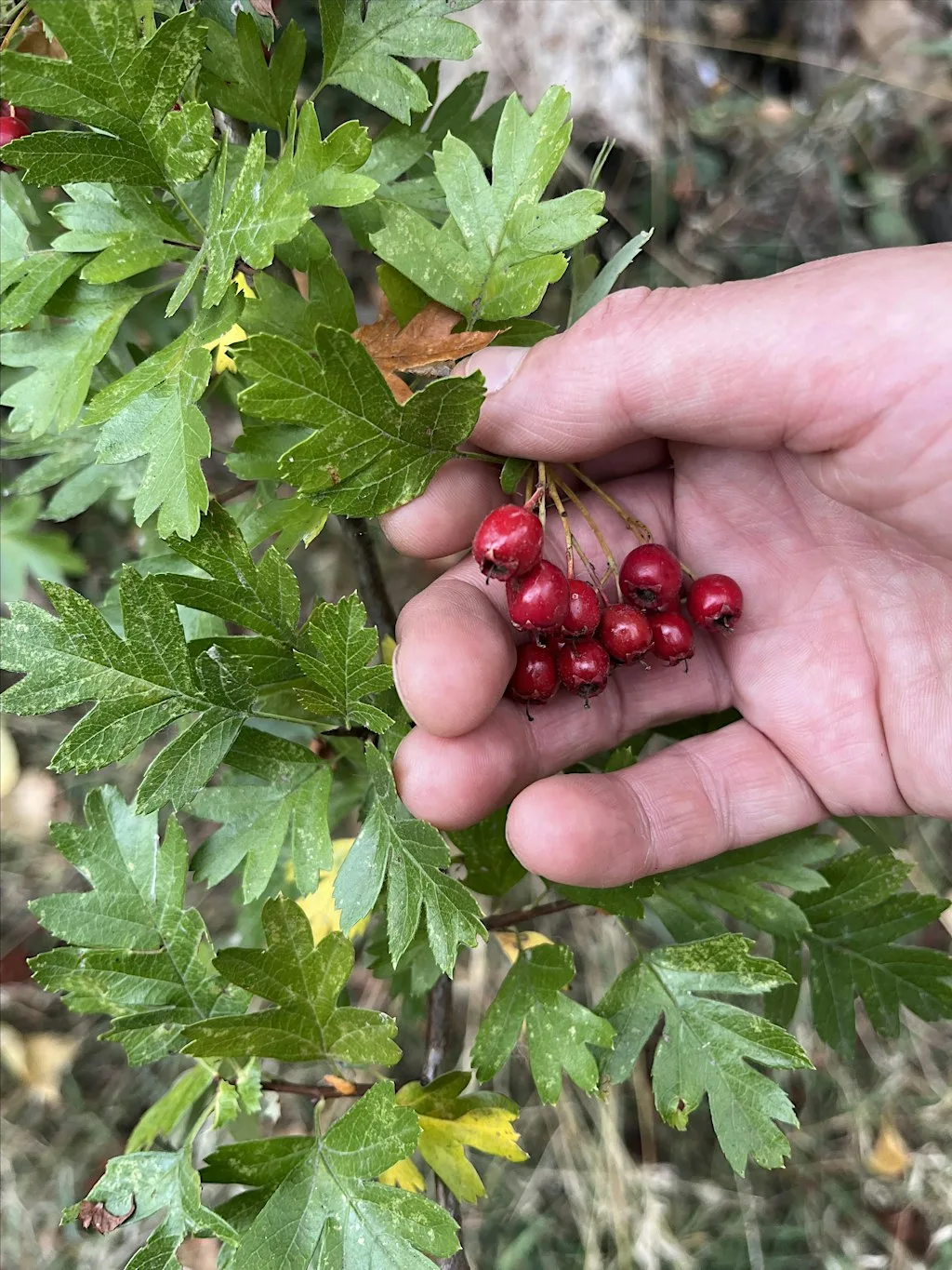 Autumn Foraging With Tapas at Tiddenfoot Waterside Park, Mentmore Rd, Linslade, Bedfordshire