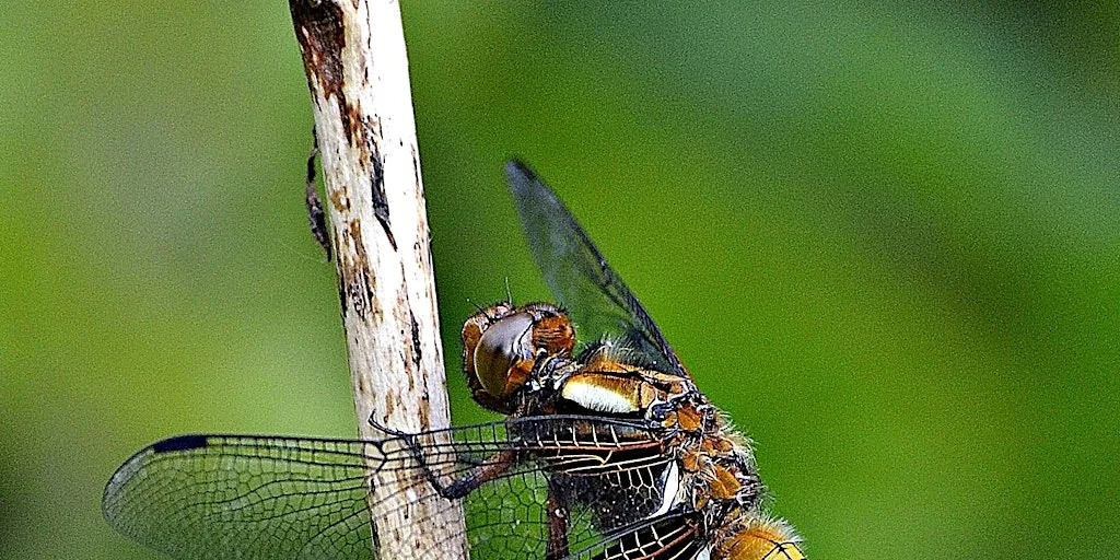 Introduction to Butterflies and Dragonflies at Brockholes at Brockholes Nature Reserve