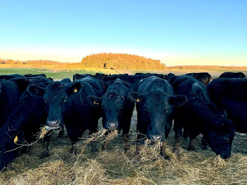 Grazing for Good: Farm walk at Aldburgh Estate and project launch at The Aldburgh Estate