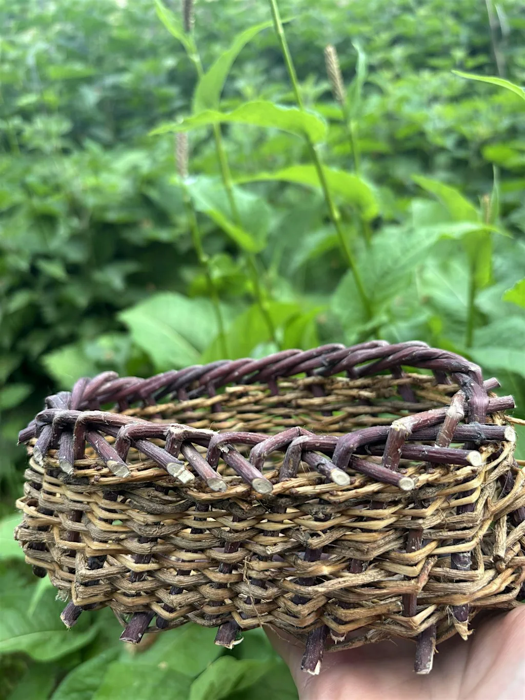 Family Foraging Day at The Arts Studio, Glencanisp
