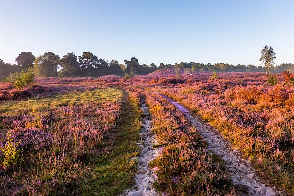South Downs Youth Action - Heathlands Reunited Shortheath Common