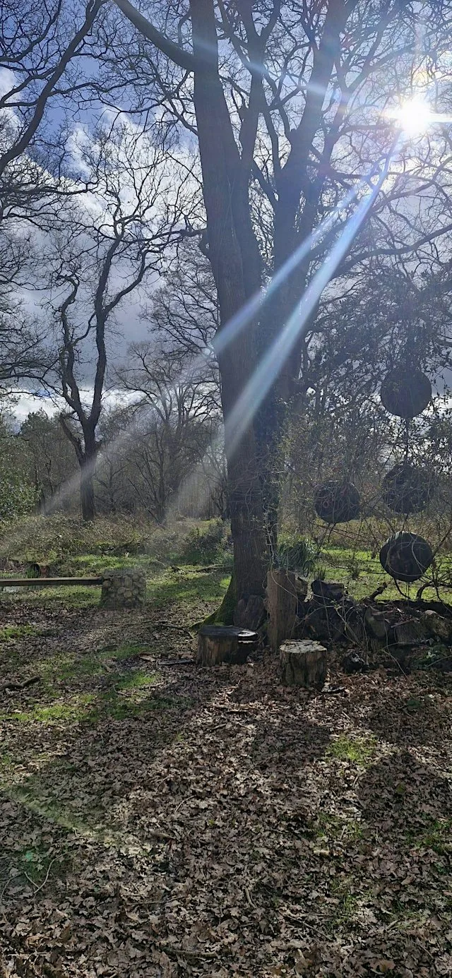 Nurture in Nature: Rooting into Autumn