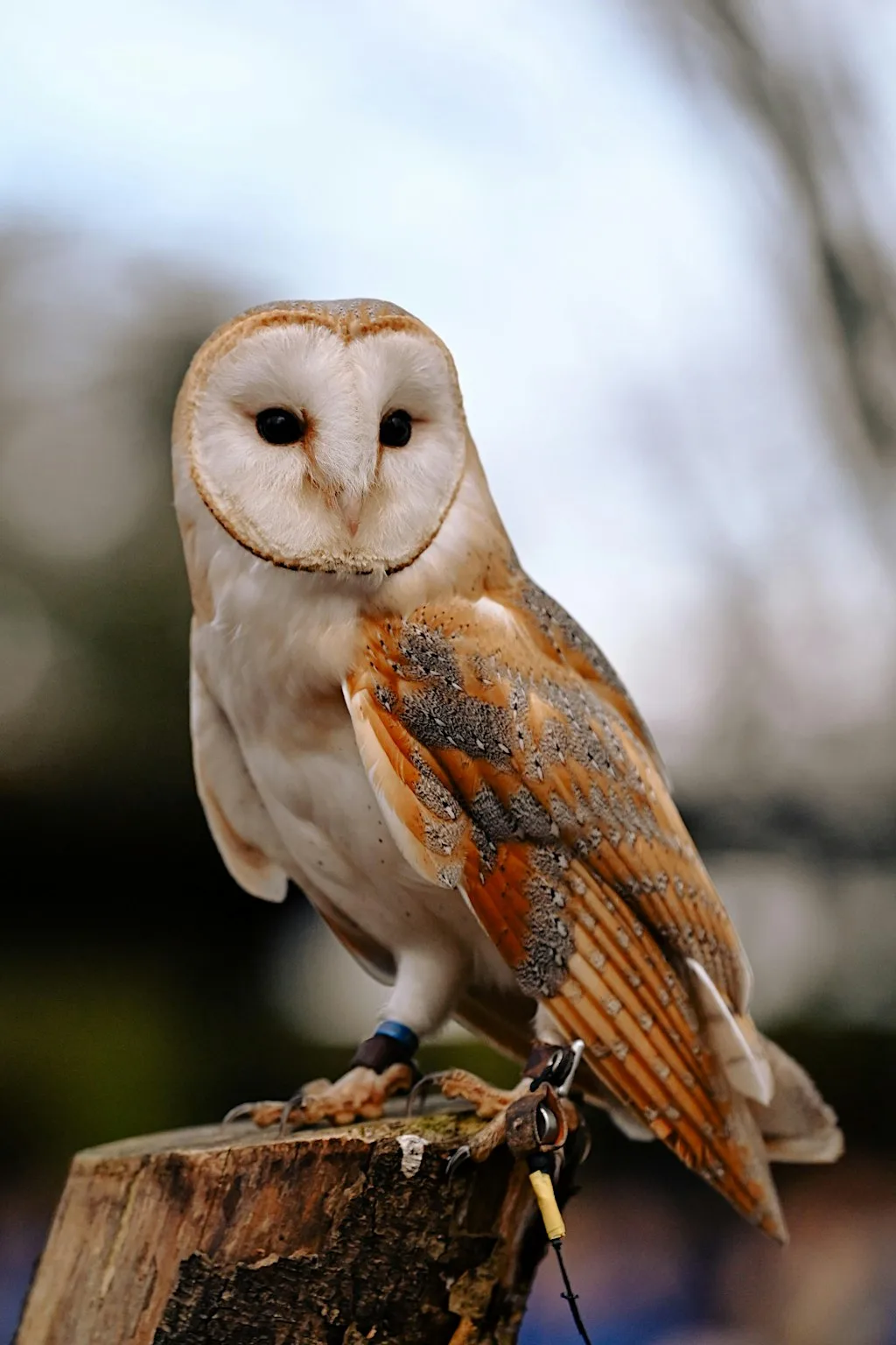 Birds of Prey Guided Photography Workshop