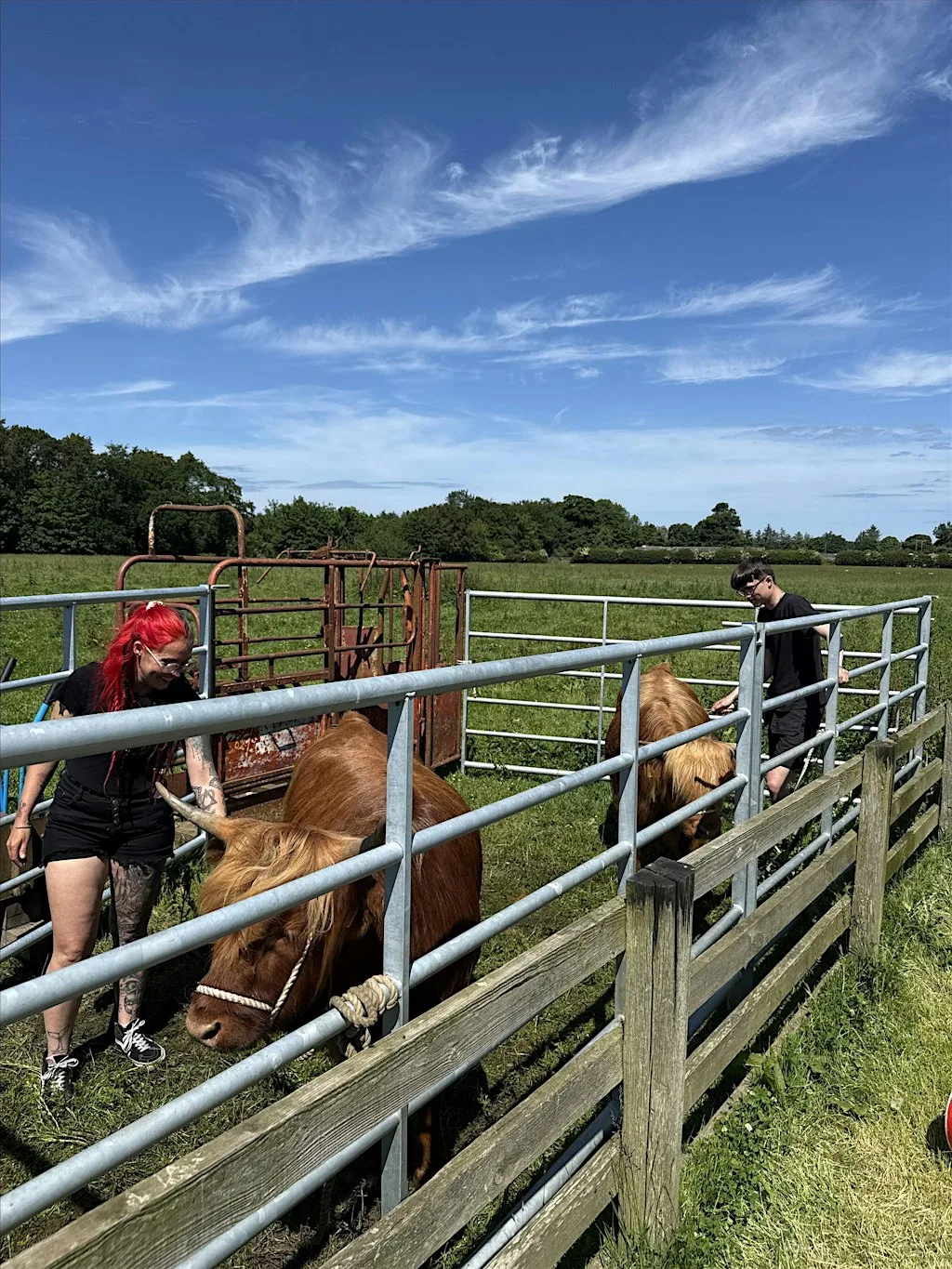 Highland Cow Experience