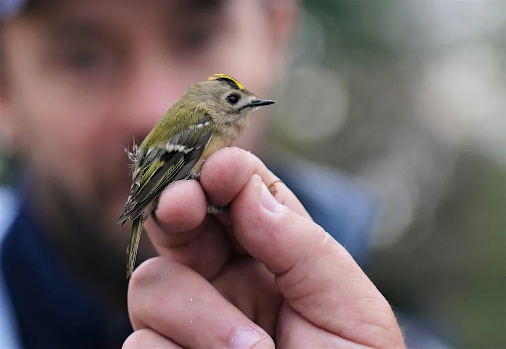 Bird Ringing Demonstration at Woodberry Wetlands