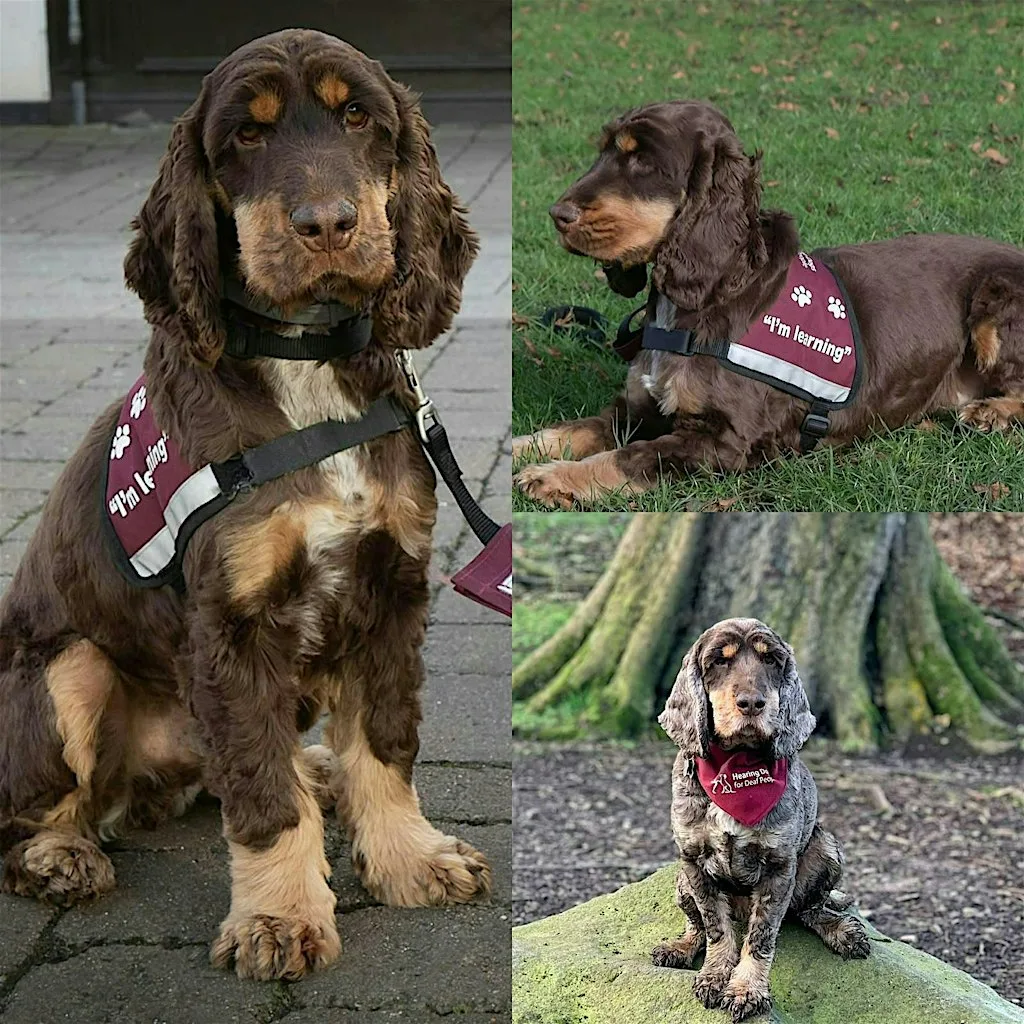 Hearing Dogs Quiz Night
