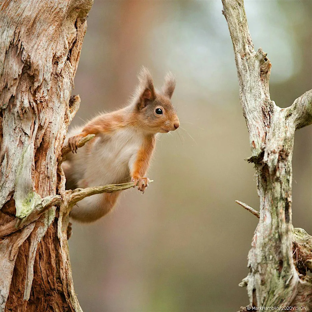 Red squirrel fun day