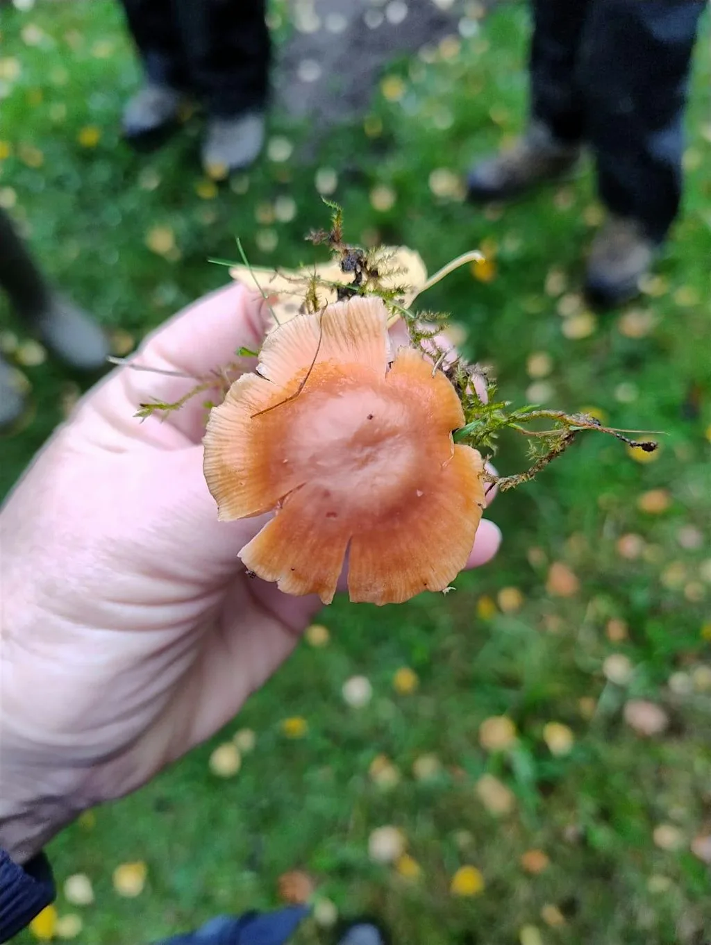 Fungi Walk at Three Hagges Woodmeadow
