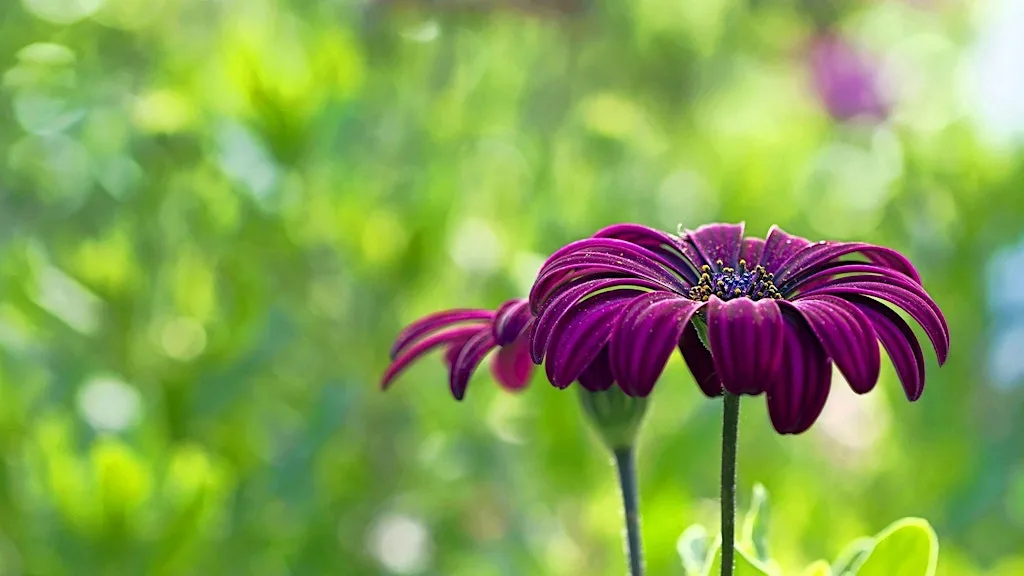 Free Heartfulness Relaxation & Guided Meditation