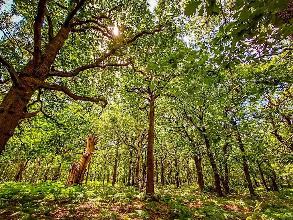 Queer Nature - Wildlife & Birding Walk at Sherwood Forest Visitor Centre