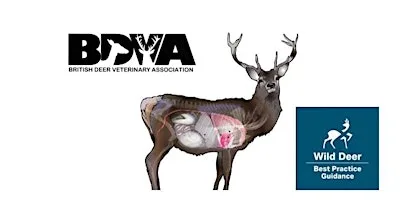 Scotland's Wild Deer Best Practice (WDBP) ~ Deer Health and Disease