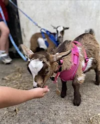 EVENING GOAT WALKING @ The Farm Retreat