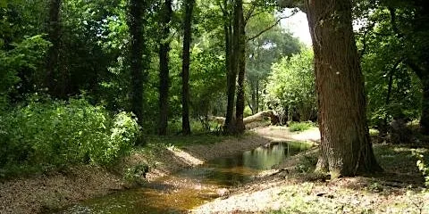 Blashford Lakes: Family River Dipping Morning