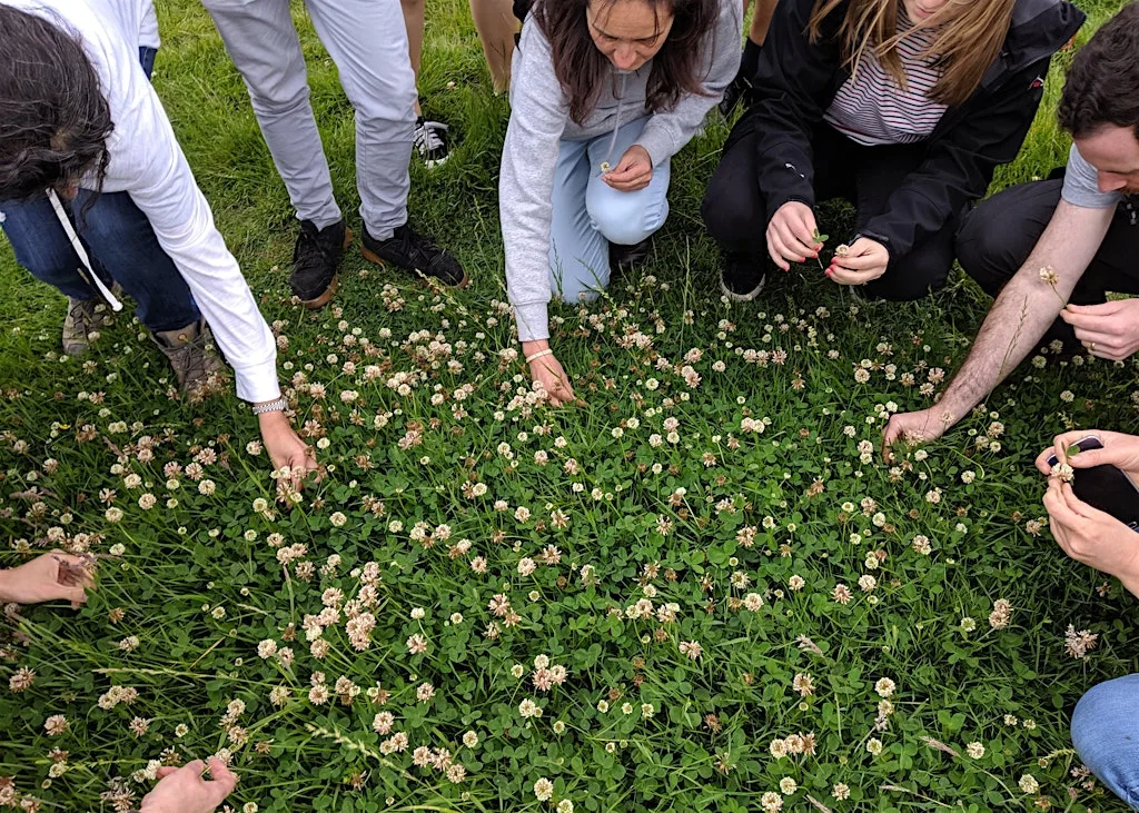 Summer Foraging Course - Heaton Park, Newcastle at Heaton Park