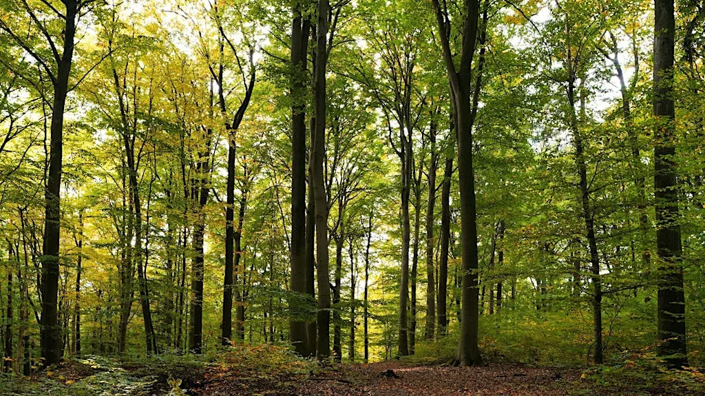 Forest Therapy Session - Box Woods