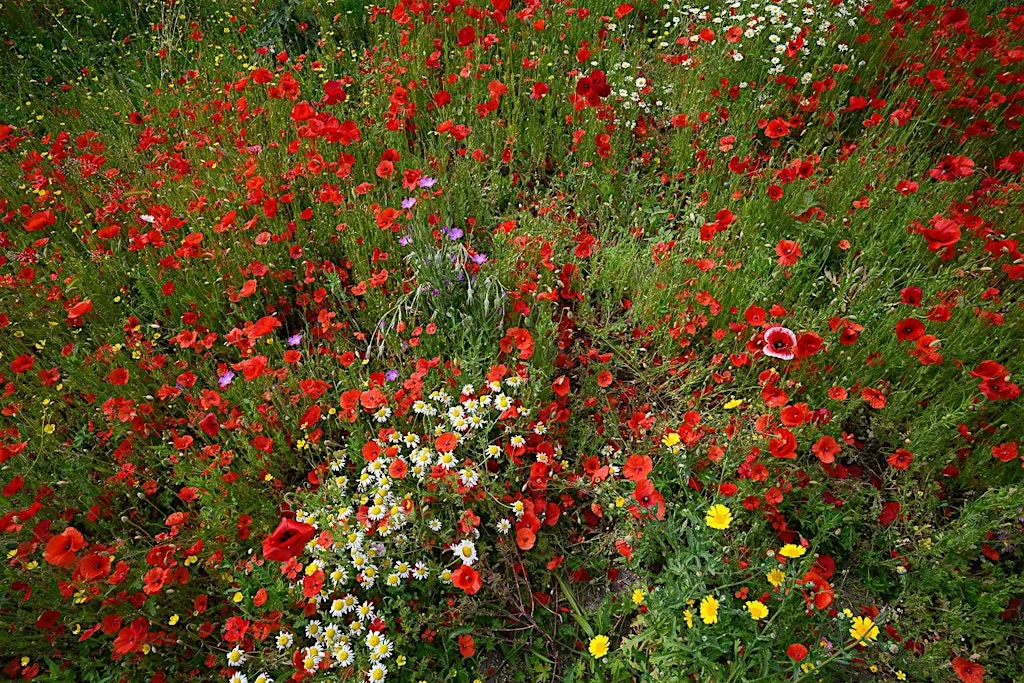 Wildflowering Cities: Learning from Fundacja Laka @ Scouse Flowerhouse AGM