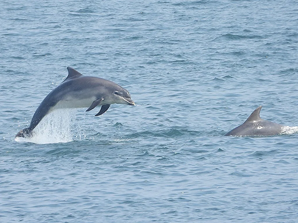 Spurn Summer Sea Watch at Spurn Discovery Centre
