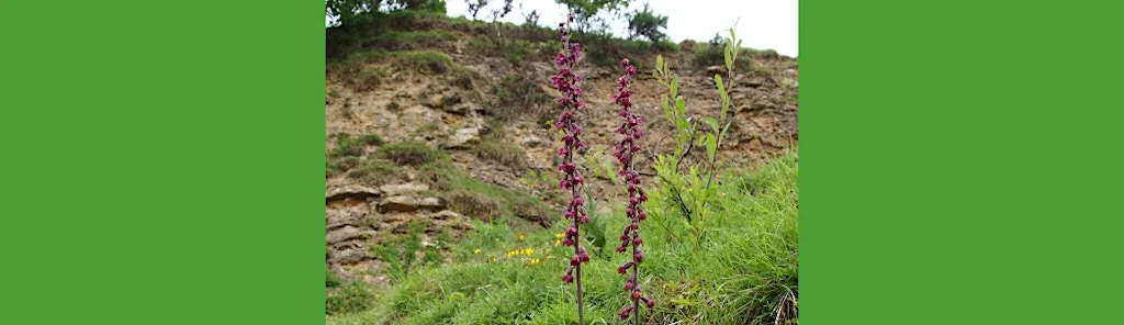 Dark red helleborine: citizen scientists at Raisby Hill Grassland