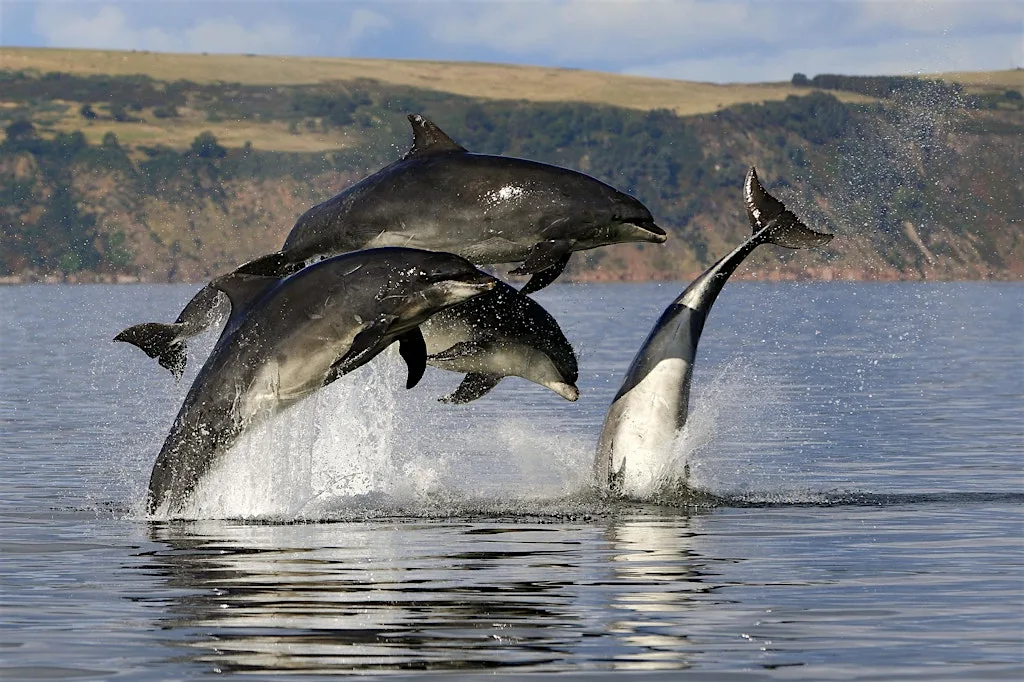 Greyhope Morning: Watching out for whales and dolphins at Greyhope Bay Centre