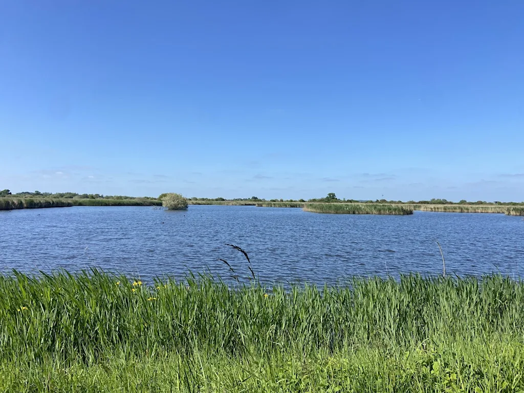 Reconnecting Bernwood Otmoor and the Ray at Ashmolean Museum