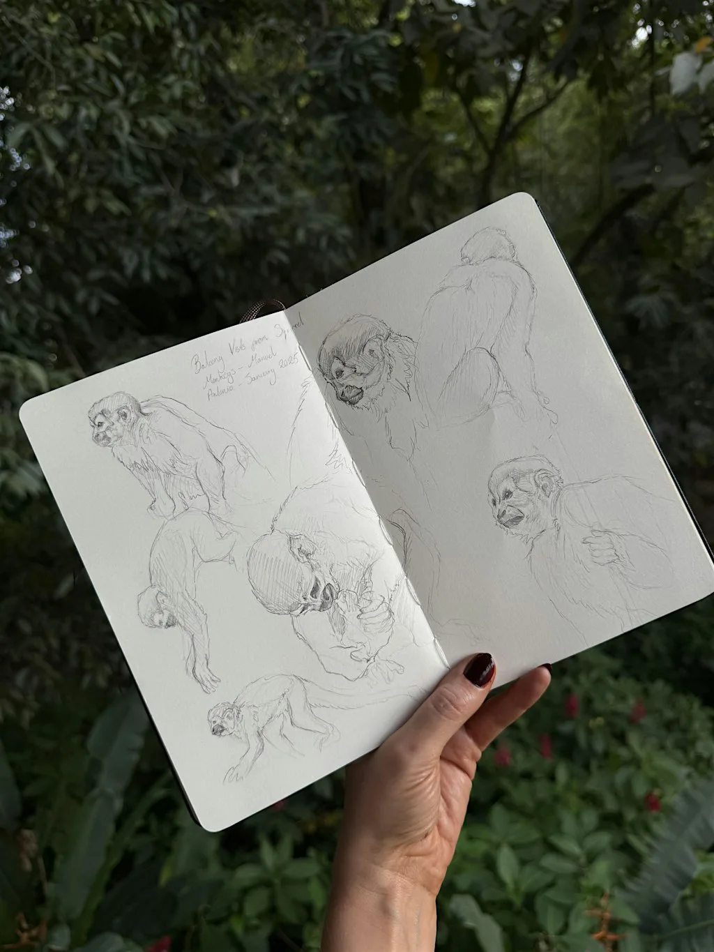 Animal Drawing at Edinburgh Zoo at Edinburgh Zoo