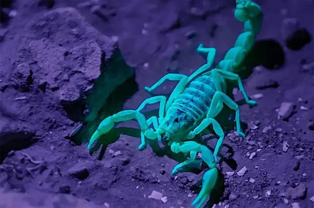 Wex Experience Day: Macro Photography with OM System at The Bug Parc