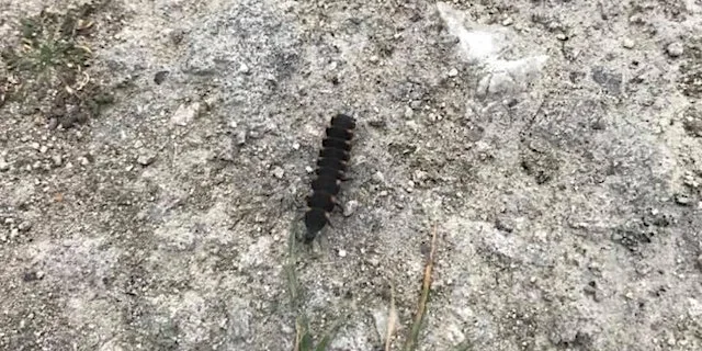 Glow Worm Walk at Milton Creek Country Park