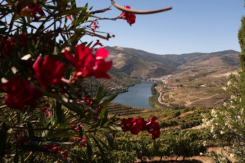 Saudé! Wines of Portugal