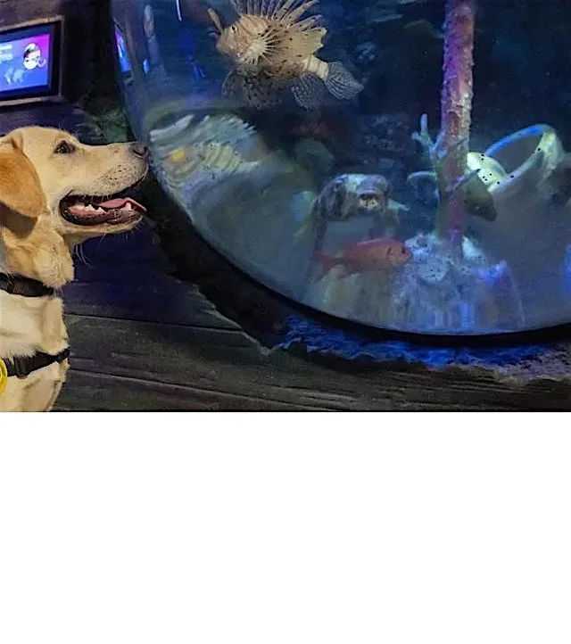 Dog Friendly Lates SEALIFE Scarborough at SEA LIFE Scarborough