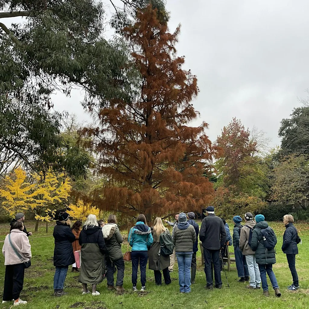 Guided Tree Walk: Cannizaro Park's Diverse Tree Collection
