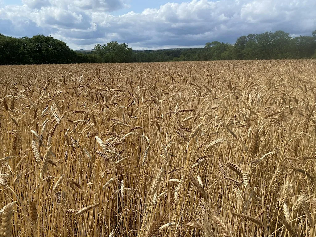Growing Grains: Farm, Health and Local Food Networks