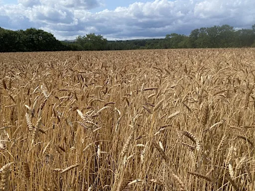 Growing Grains: Farm, Health and Local Food Networks