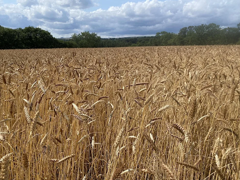 Growing Grains: Farm, Health and Local Food Networks