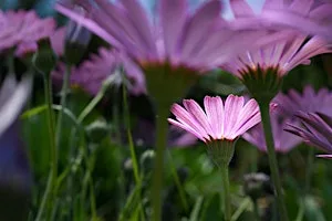 Garden Photography Workshop