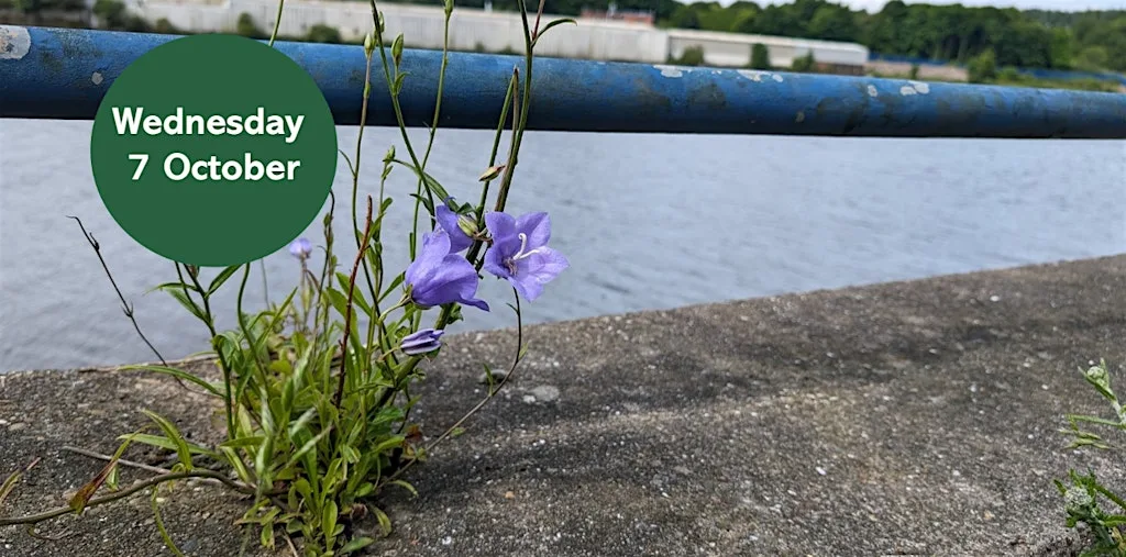 Ouse Burn Way: Exploring Urban Plants at The Goat