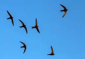SOS: Save our Swifts! at The Old Grain Store, Westover Farm, Goodworth Clatford, Andover