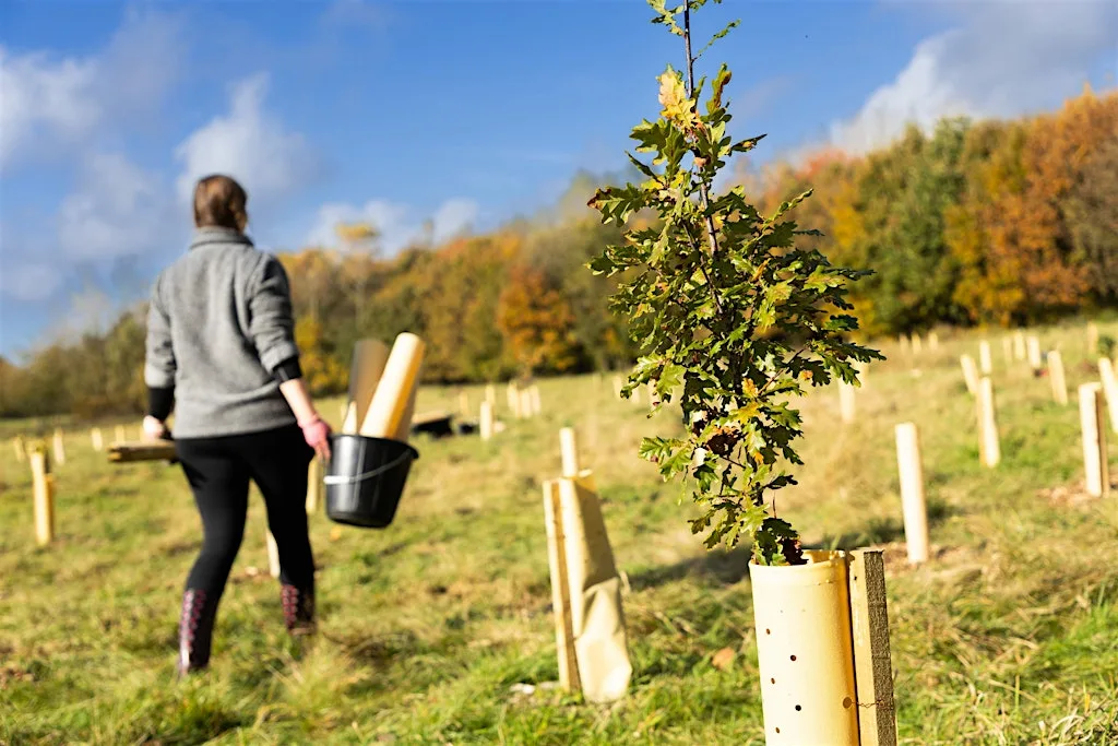 Citizen Forester Tree Maintenance at Hulton Lane Playing Fields, Bolton at Hulton Lane Playing Fields