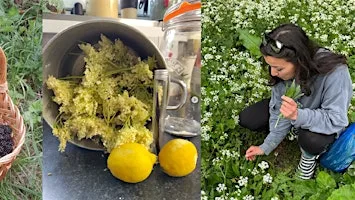 Herbs for gut health