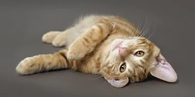 Cat Rehoming Day - July 2026 at Cats Protection