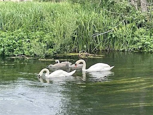 Mindfulness in Nature outdoor networking at Five Rivers Leisure Centre