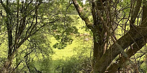 Wild Foxes Forest School Summer Holiday Session 4