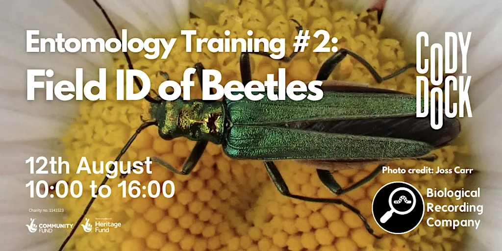 Entomology Training #2: Field ID of Beetles at Cody Dock